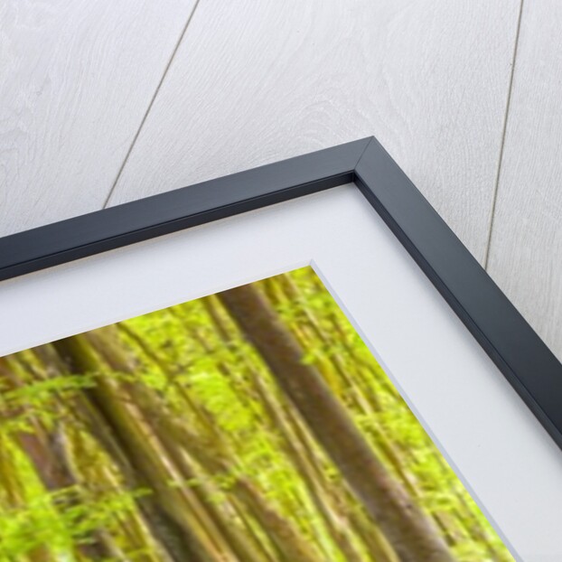 Pathway through forest by Assaf Frank